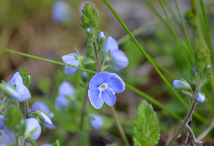 Art Print (extremly tiny blue flowers)