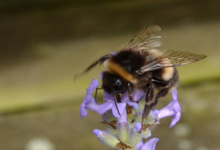 Art Print (first bee of the season)