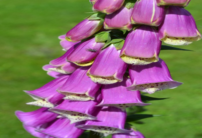 Art Print (foxgloves)