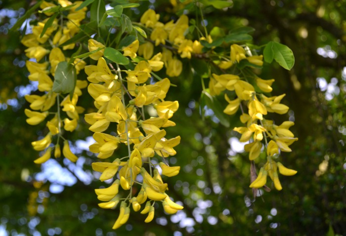 Art Print (laburnum blossom)