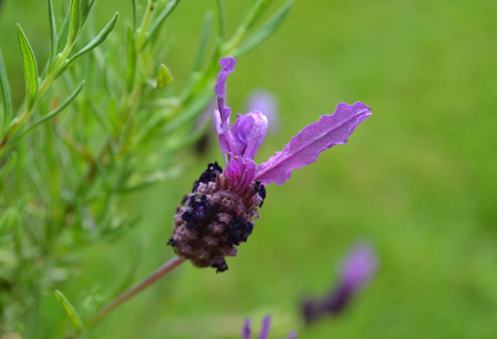 Art Print (lavender flower)