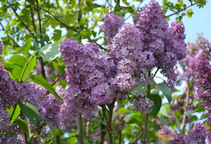 Art Print (lilac blossom)