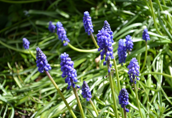 Art Print (Muscari MACRO)