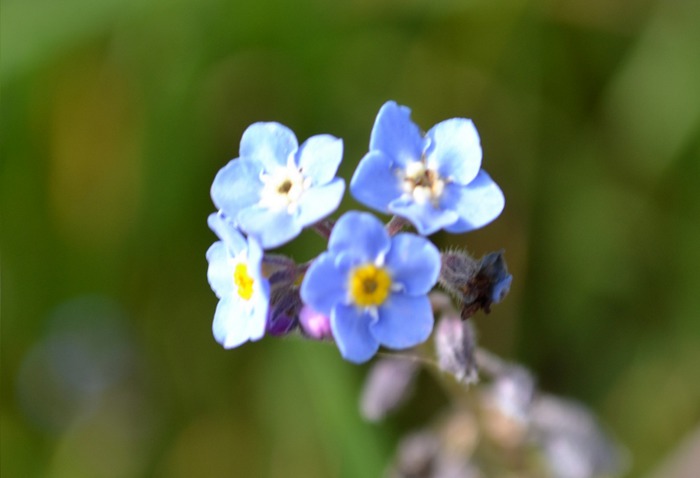 Art Print (realy tiny blue flowers)