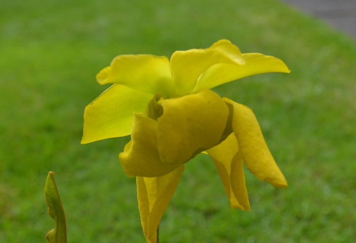 Art Print (sarraceniaceae flower)