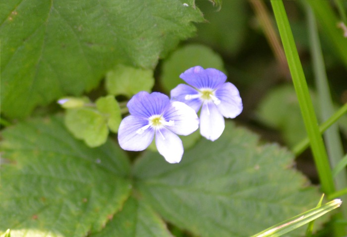 Art Print (very tiny blue wild flower macro)