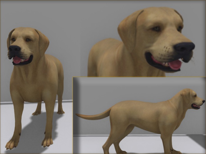 Dog, labrador, mesh