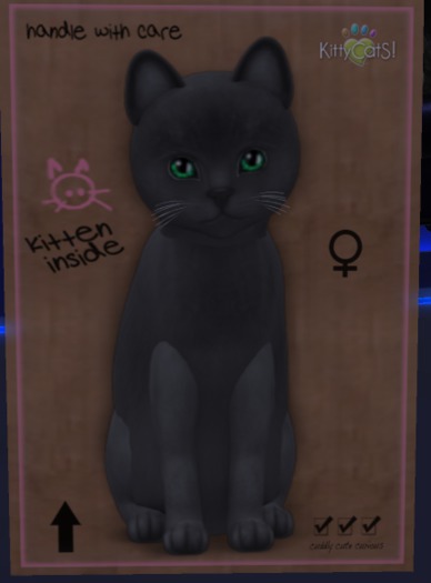 KittyCatS Box - New Born Kitten