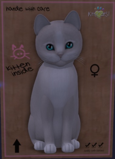 KittyCatS Box - New Born Kitten