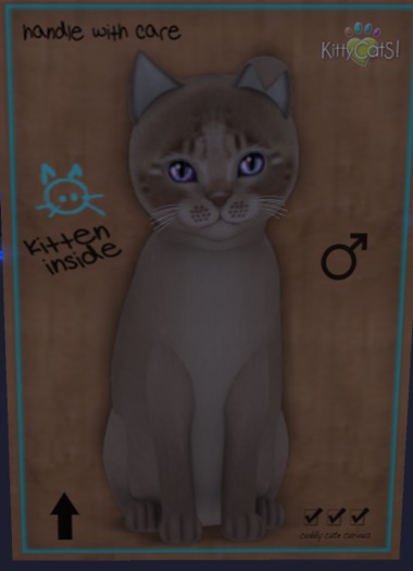 KittyCatS Box - New Born Kitten