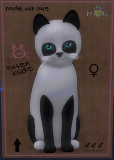 KittyCatS Box - New Born Kitten