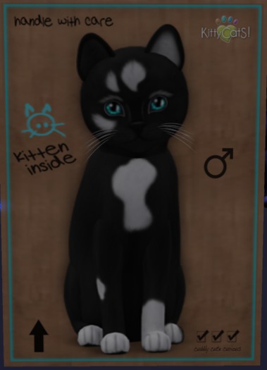 KittyCatS Box - New Born Kitten