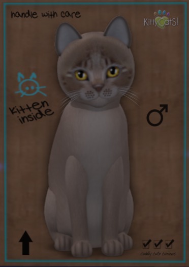KittyCatS Box - New Born Kitten