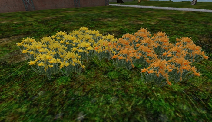 Daffodils Yellow or Orange