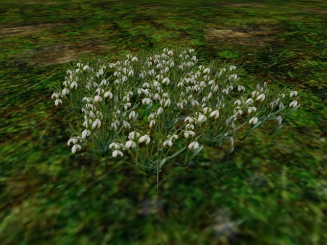 Snowdrops (Galanthus)
