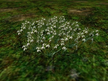 Snowdrops (Galanthus)