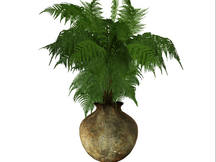 Large Fern 2 DEMO in big brass vase