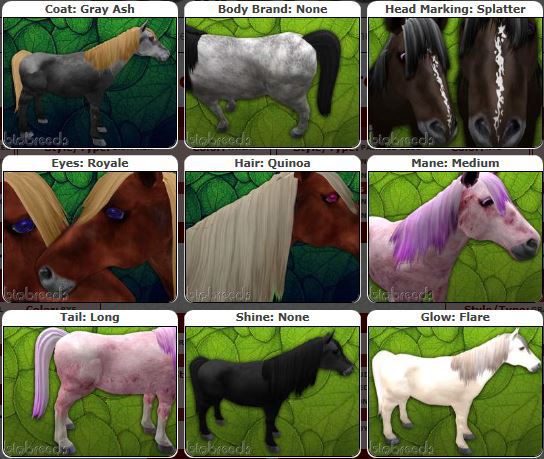 BB Horse m