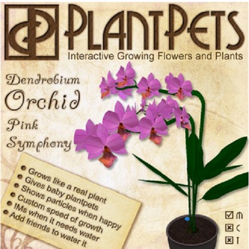 PlantPet Seed [Dendrobium Orchid *Pink Symphony*] limited vintage (Updated!)