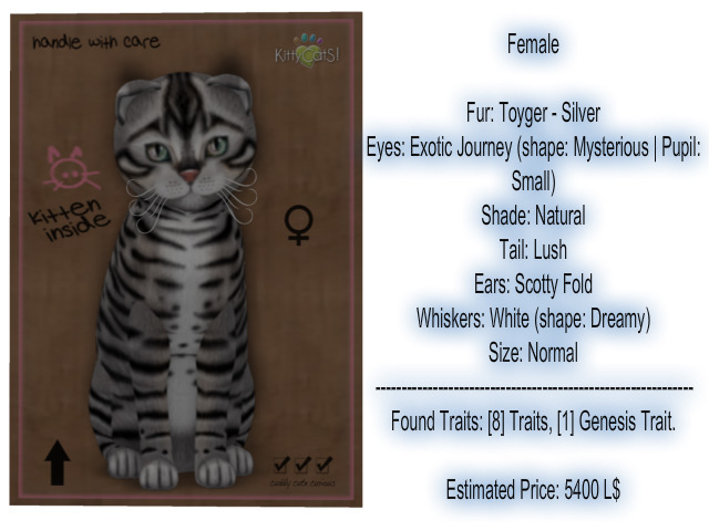 KittyCatS Box - New Born Kitten