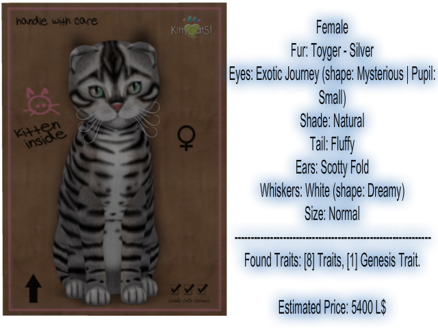 KittyCatS Box - New Born Kitten