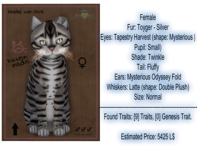 KittyCatS Box - New Born Kitten-Female