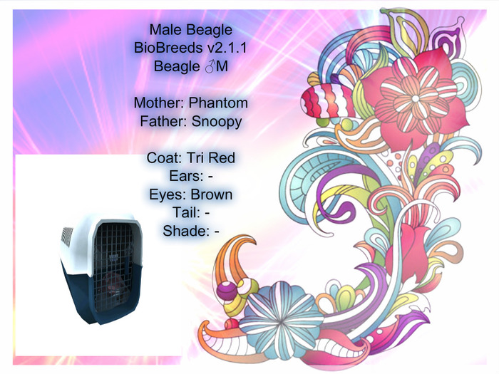 BB Beagle Box