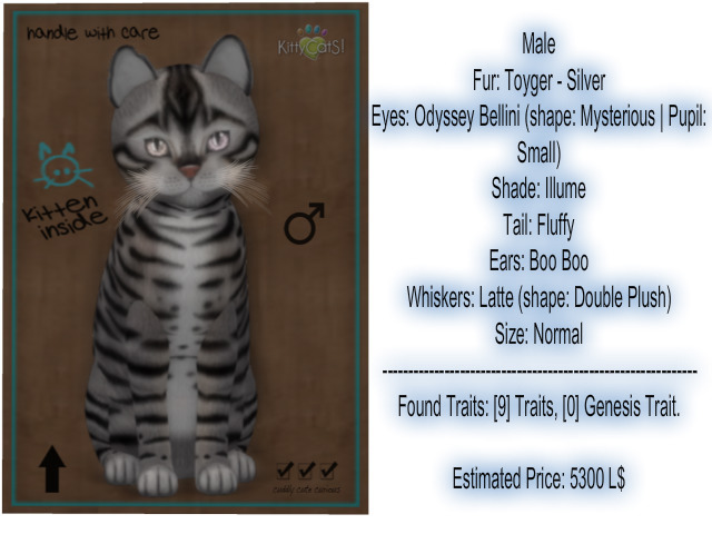 KittyCatS Box - New Born Kitten