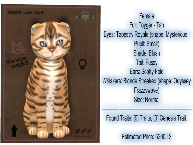 KittyCatS Box - New Born Kitten-Female