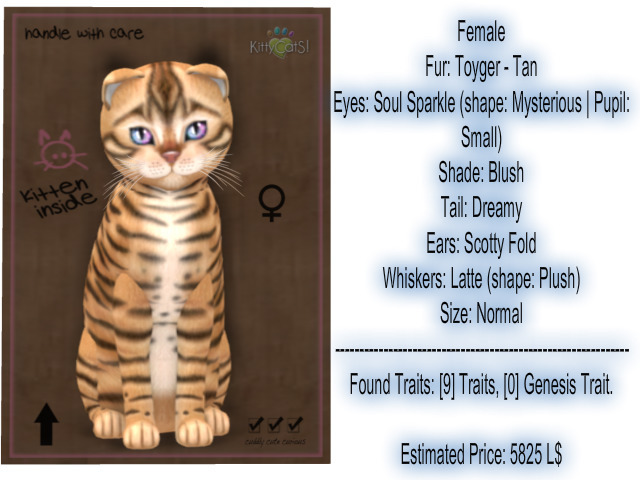 KittyCatS Box - Toyger - Tan 9T F ID: 0fc8aad5-c813-6d9e-7beb-3