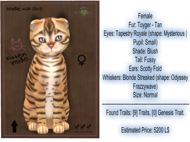 KittyCatS Box - Toyger - Tan 9T F ID: 03d40971-5c40-93e3-b90d-1