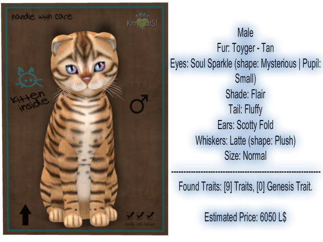 KittyCatS Box - New Born Kitten-Male