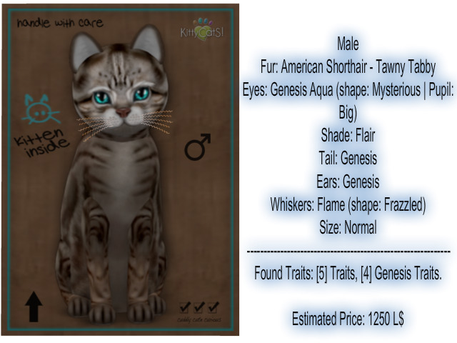 KittyCatS Box - Tawny Tabby, Aqua Eyes, Male