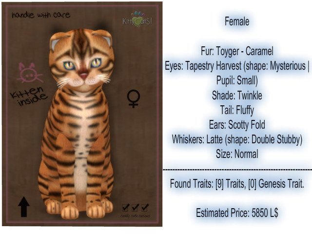 KittyCatS Box - New Born Kitten-Female