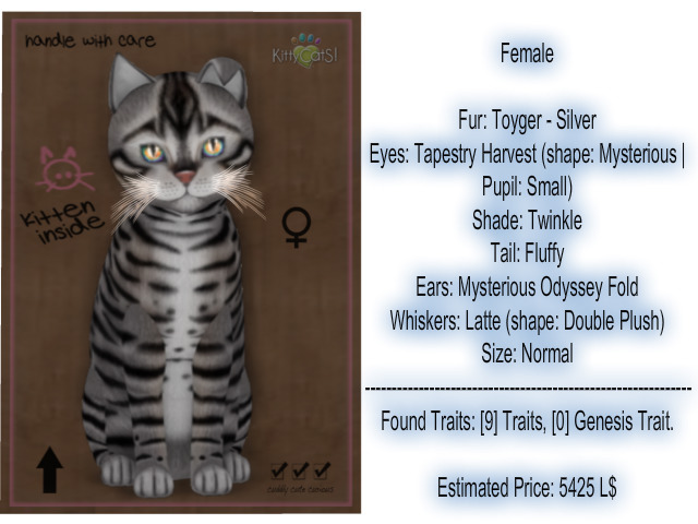 KittyCatS Box - New Born Kitten