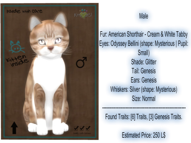 KittyCatS Box - American Shorthair - Cream & White Tabby