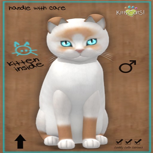 KittyCatS Box - 7T Snowshoe Red Male