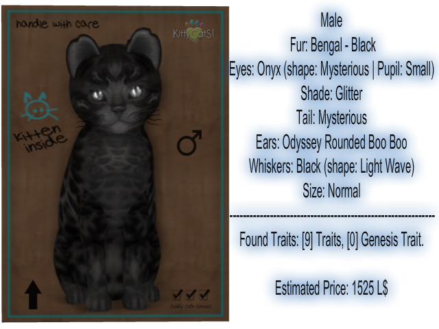 KittyCatS Box - New Born Kitten