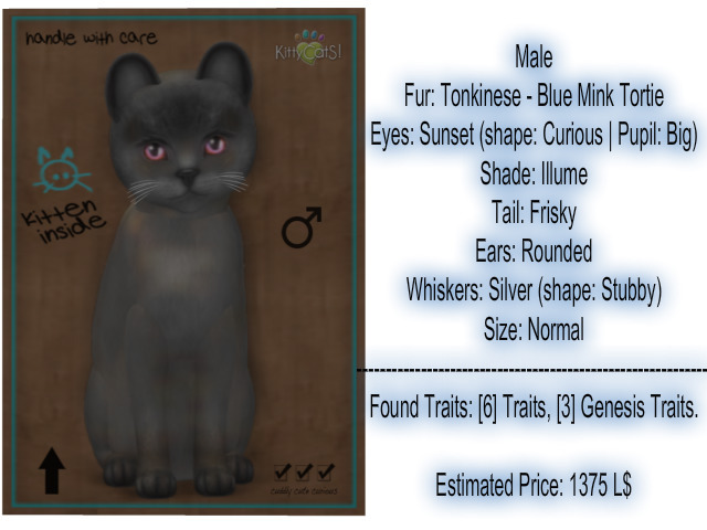 KittyCatS Box - New Born Kitten