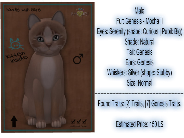 KittyCatS Box - New Born Kitten-Male