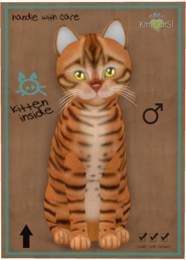 KittyCatS Box - Toyger - Caramel