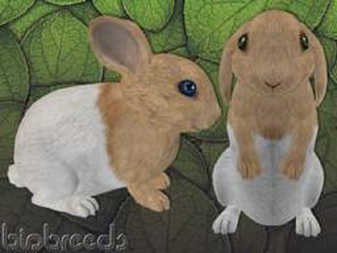 BB Bunny Box