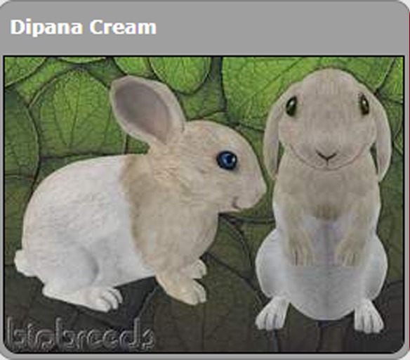 BB Bunny Box - Dipana Cream Male