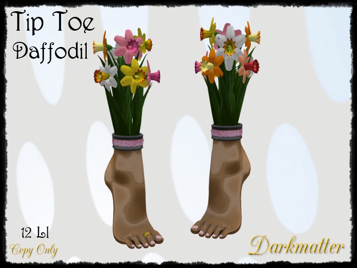 Tip Toe Daffodil