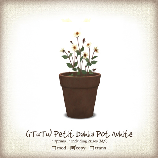 (iTuTu) petit dahlia pot /white