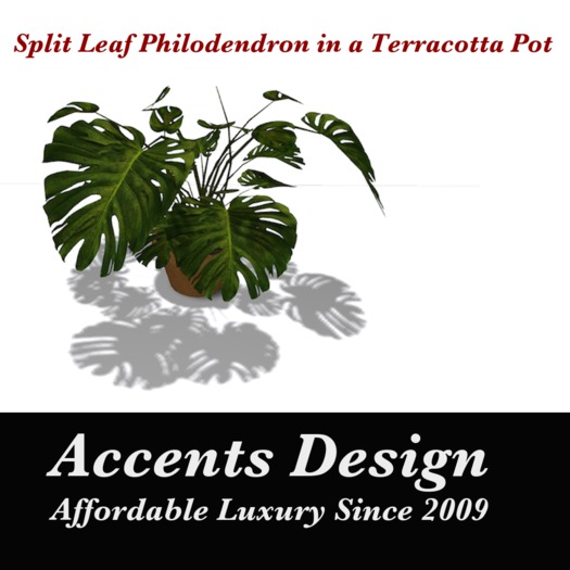 Terracotta Planter - Split Leaf Philodendron 2 LI