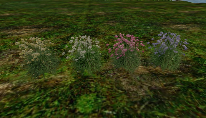 Allium Chives multi color