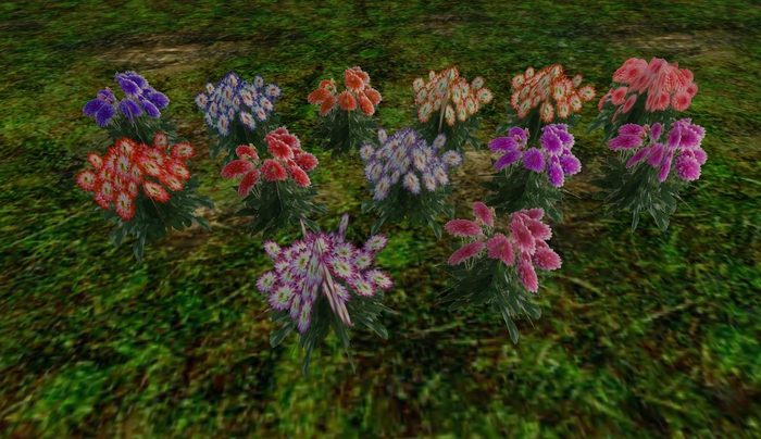 Dhalias multi color