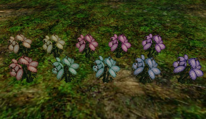 Fall Chrysanthemums two multi color