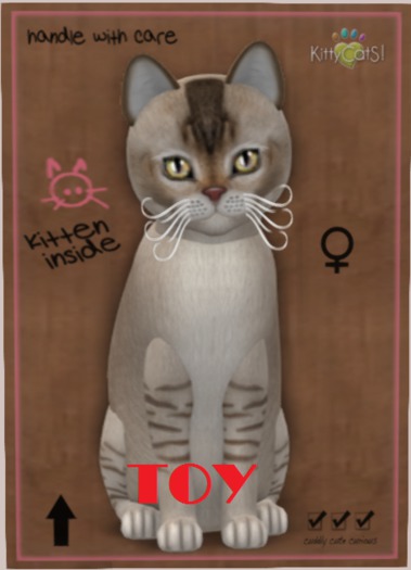 KittyCatS Box - TOY Girl SuperPosh